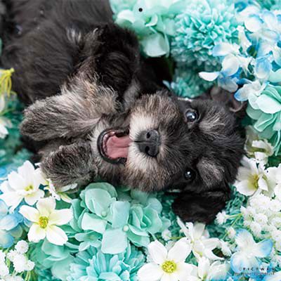 PICTWANカレンダー 5月