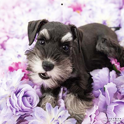 PICTWANカレンダー 6月