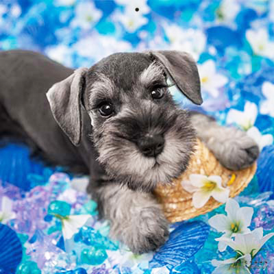 PICTWANカレンダー 7月