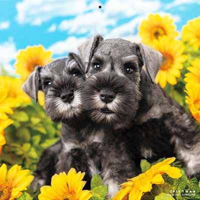 PICTWANカレンダー 8月