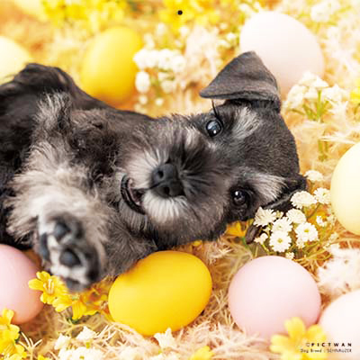 PICTWANカレンダー 9月