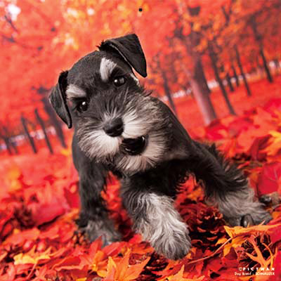 PICTWANカレンダー 10月