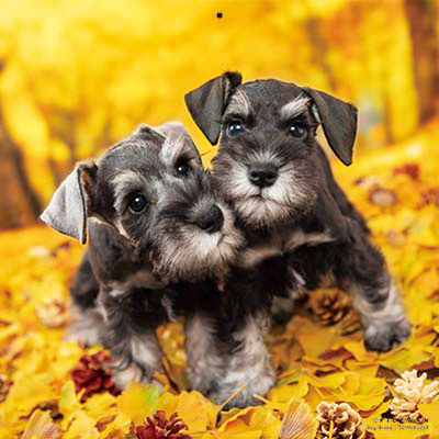 PICTWANカレンダー 11月