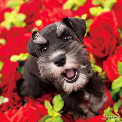 PICTWANカレンダー 12月