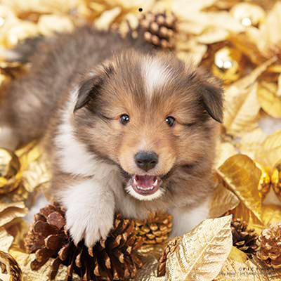 PICTWANカレンダー 1月