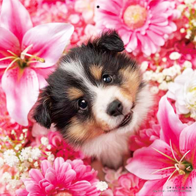 PICTWANカレンダー 2月