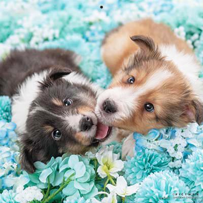 PICTWANカレンダー 3月