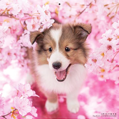 PICTWANカレンダー 4月