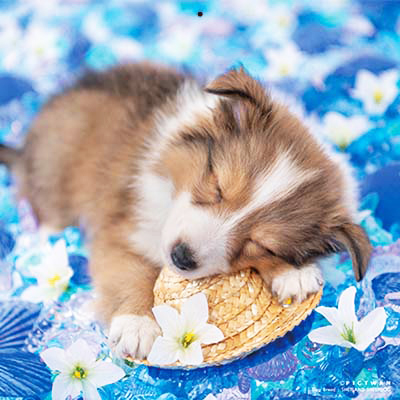 PICTWANカレンダー 5月