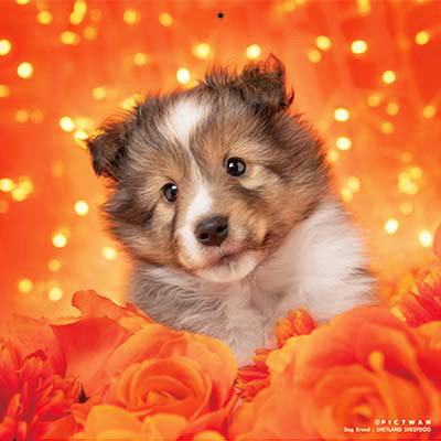 PICTWANカレンダー 6月