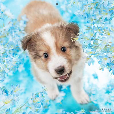 PICTWANカレンダー 7月