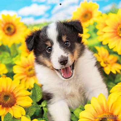 PICTWANカレンダー 8月