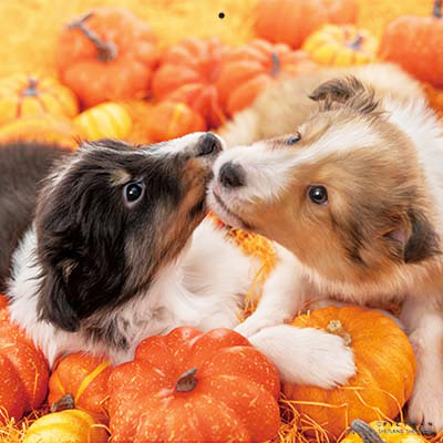 PICTWANカレンダー 9月