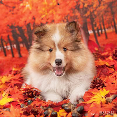 PICTWANカレンダー 10月