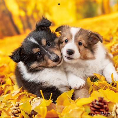 PICTWANカレンダー 11月