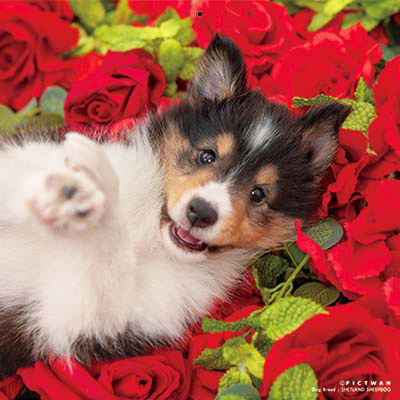 PICTWANカレンダー 12月