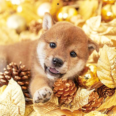 PICTWANカレンダー 1月