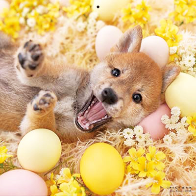 PICTWANカレンダー 2月