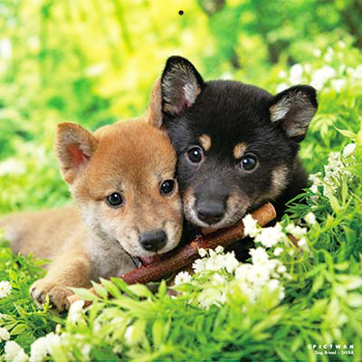 PICTWANカレンダー 3月