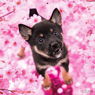 PICTWANカレンダー 4月