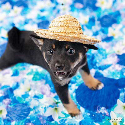 PICTWANカレンダー 5月