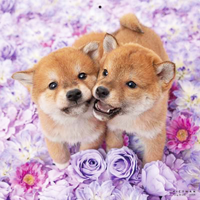 PICTWANカレンダー 6月