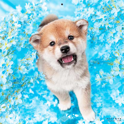 PICTWANカレンダー 7月