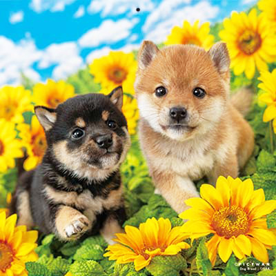 PICTWANカレンダー 8月