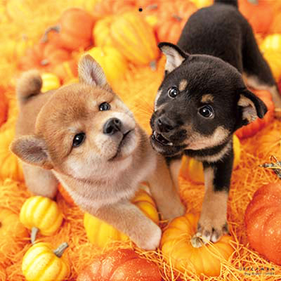 PICTWANカレンダー 9月