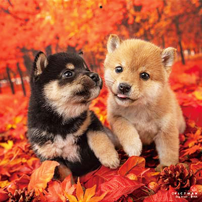 PICTWANカレンダー 10月