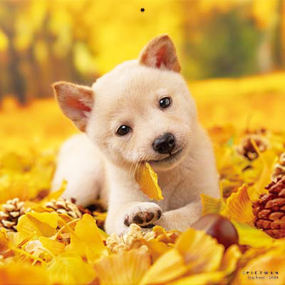 PICTWANカレンダー 11月