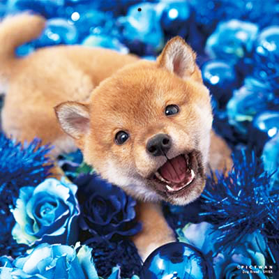 PICTWANカレンダー 12月