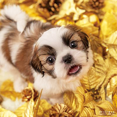 PICTWANカレンダー 1月