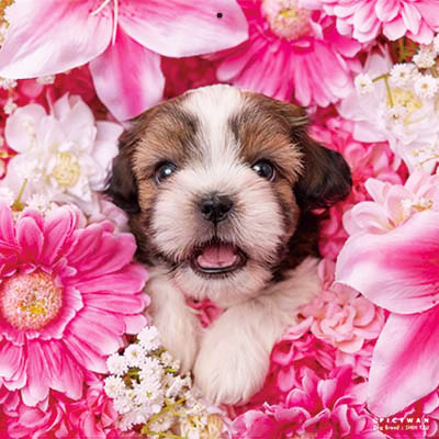 PICTWANカレンダー 2月