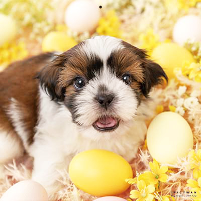 PICTWANカレンダー 3月