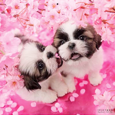 PICTWANカレンダー 4月