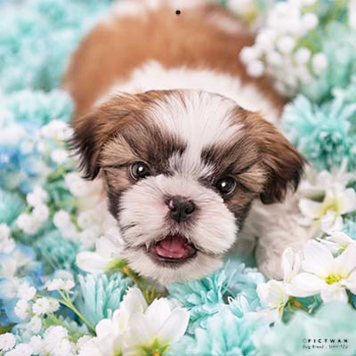 PICTWANカレンダー 5月