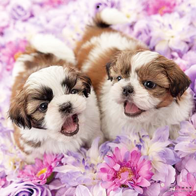 PICTWANカレンダー 6月