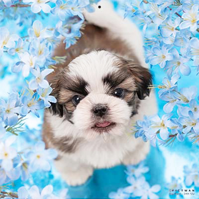 PICTWANカレンダー 7月