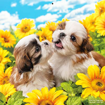 PICTWANカレンダー 8月