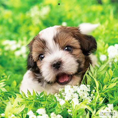 PICTWANカレンダー 9月