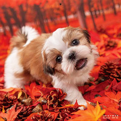 PICTWANカレンダー 10月