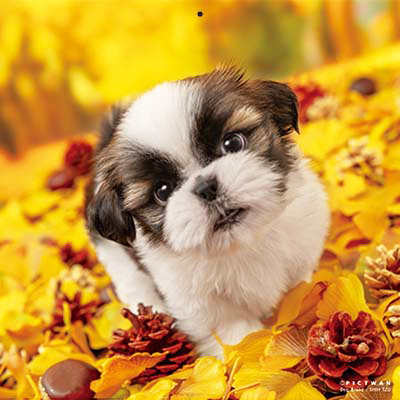 PICTWANカレンダー 11月