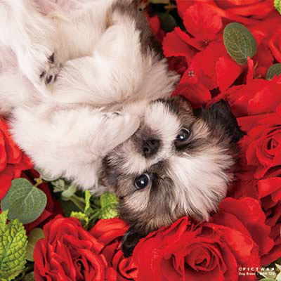 PICTWANカレンダー 12月