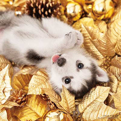 PICTWANカレンダー 1月