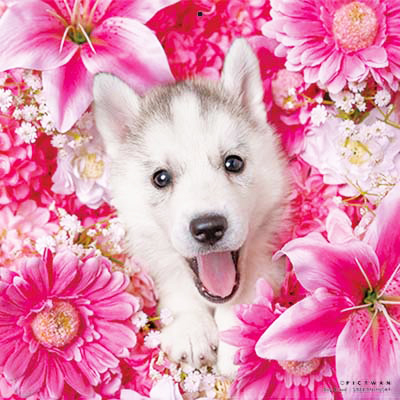 PICTWANカレンダー 2月