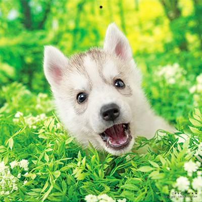 PICTWANカレンダー 3月