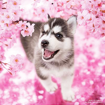 PICTWANカレンダー 4月