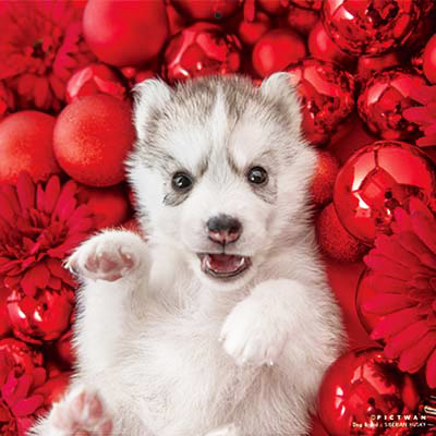 PICTWANカレンダー 5月