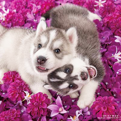 PICTWANカレンダー 6月